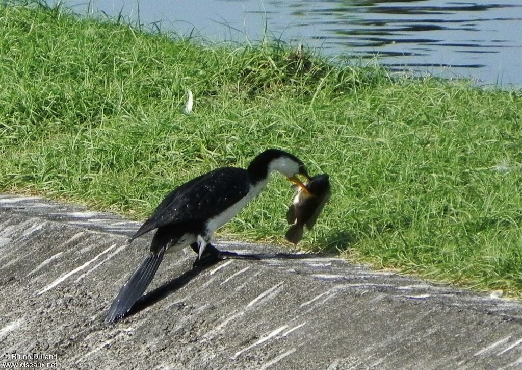 Little Pied Cormorantadult, feeding habits