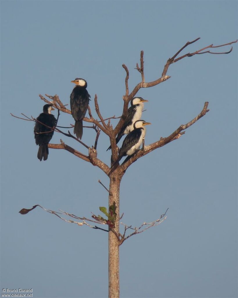 Little Pied Cormorantadult, identification, Behaviour