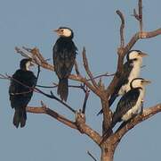 Little Pied Cormorant