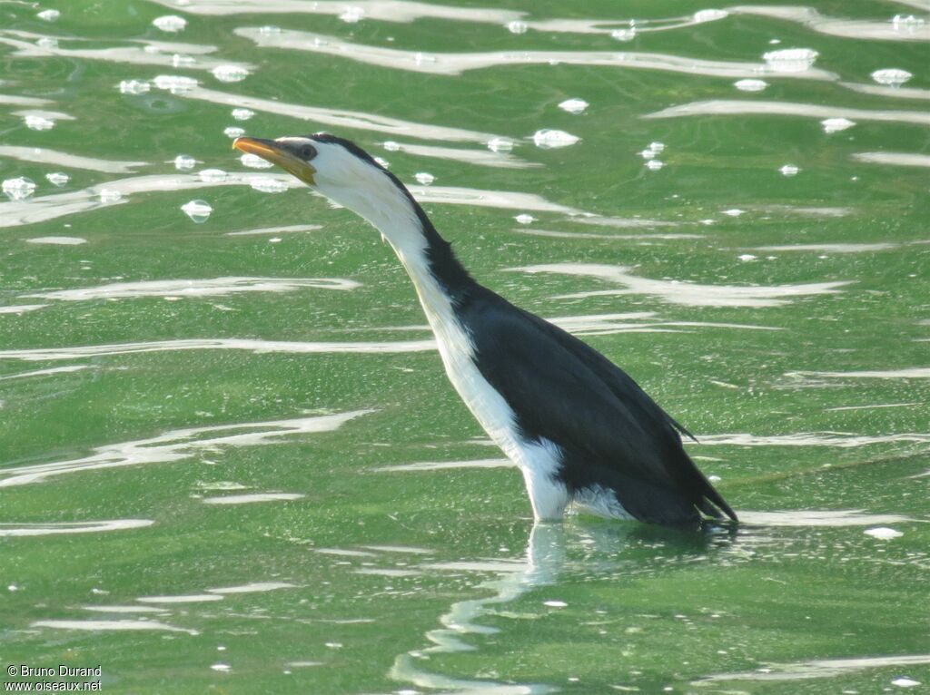 Cormoran pieadulte, identification, Comportement