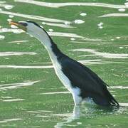 Little Pied Cormorant