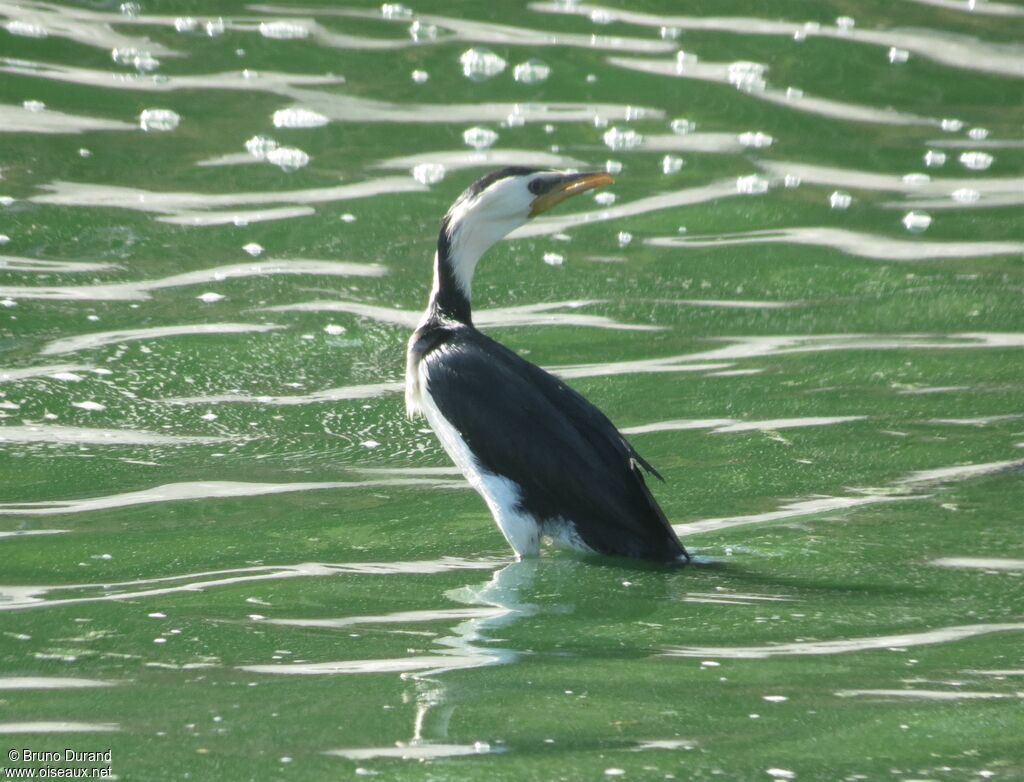 Little Pied Cormorantadult, identification, Behaviour