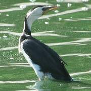 Little Pied Cormorant