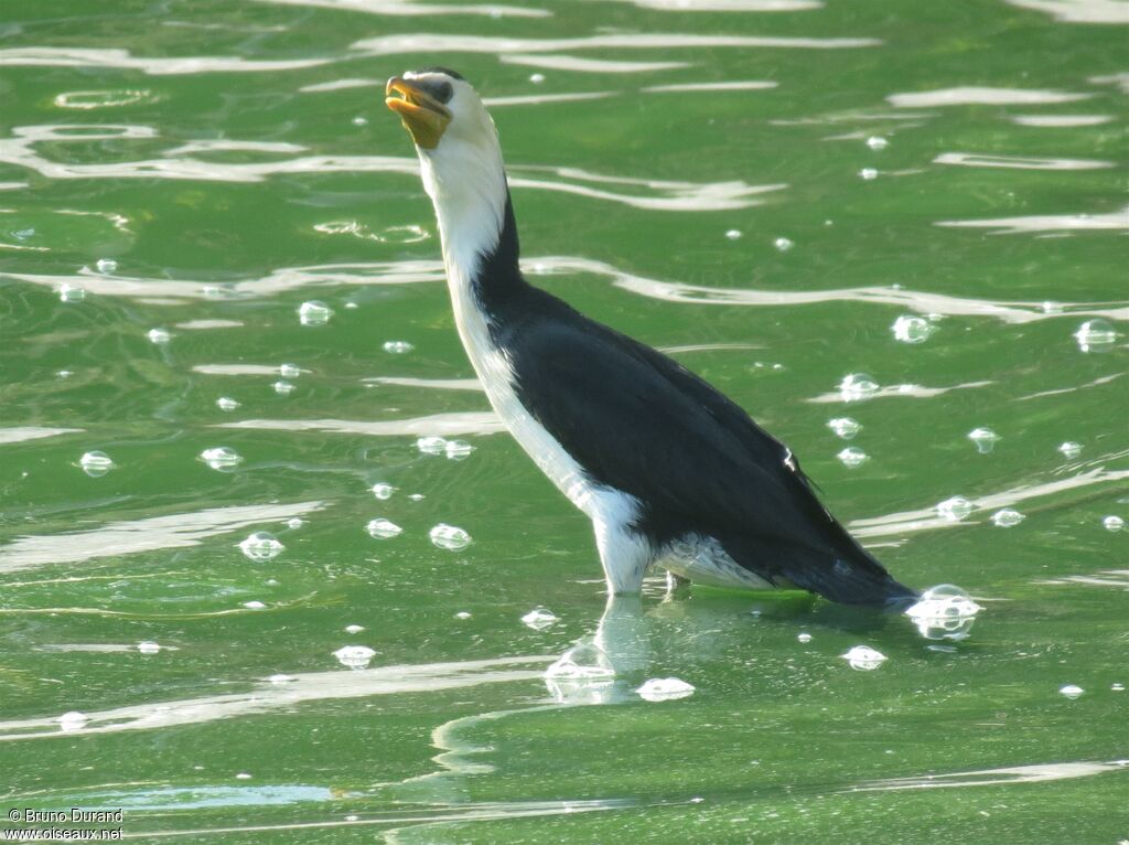 Little Pied Cormorantadult, identification, Behaviour