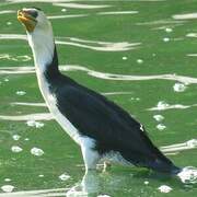 Little Pied Cormorant