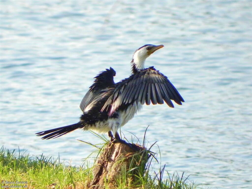 Little Pied Cormorantadult, Behaviour