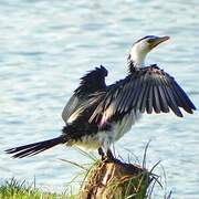 Little Pied Cormorant