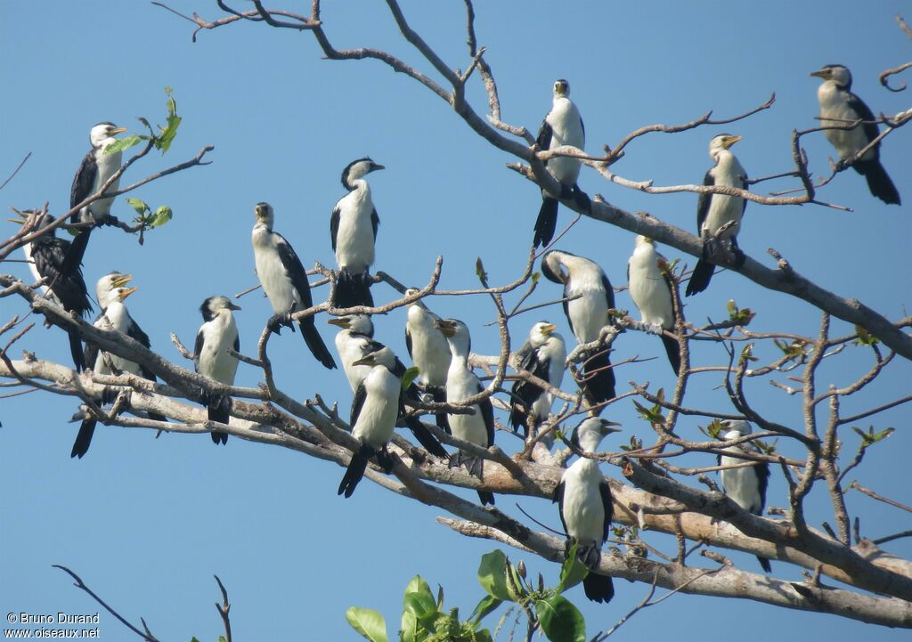 Little Pied Cormorant, Behaviour