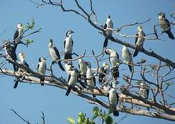 Little Pied Cormorant