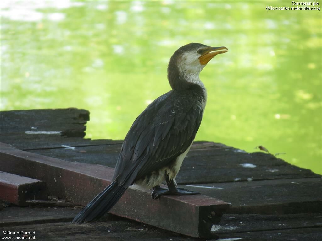 Cormoran pieadulte, identification, Comportement