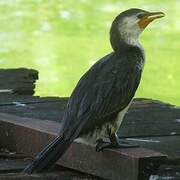 Little Pied Cormorant