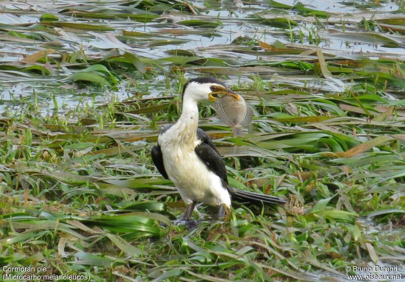 Little Pied Cormorant, identification, feeding habits, Behaviour