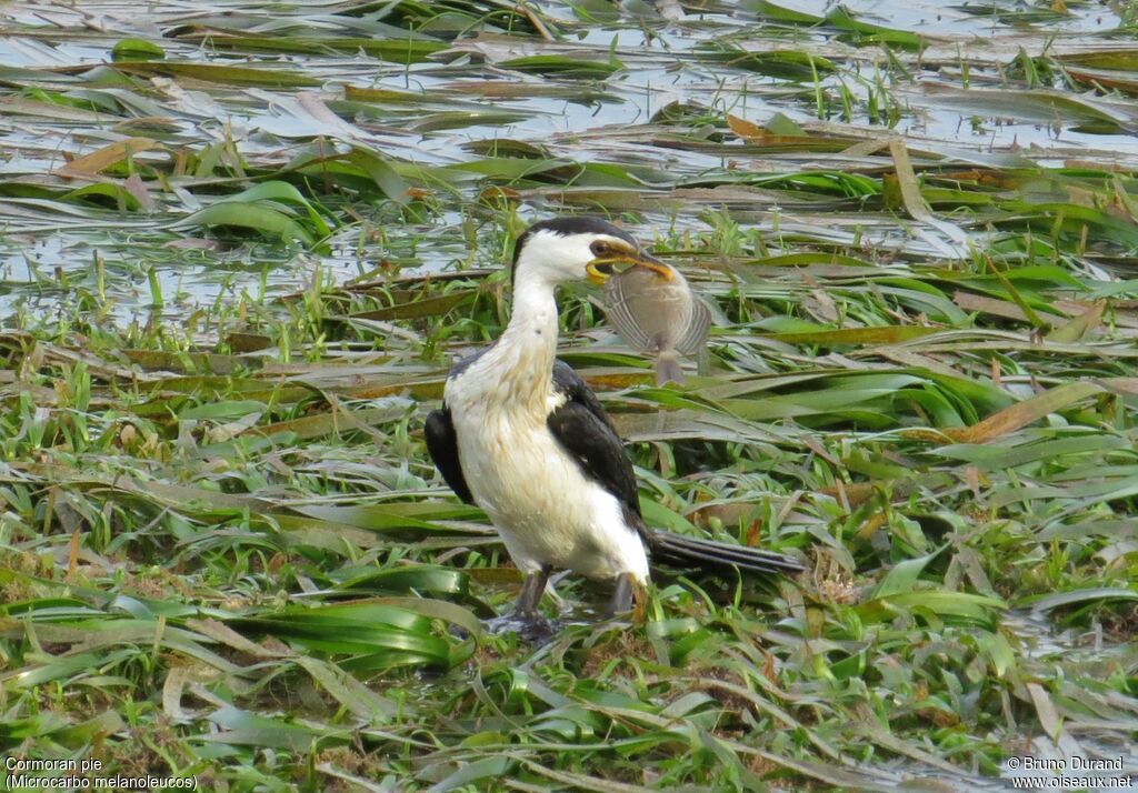 Cormoran pie, identification, régime, Comportement