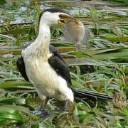 Little Pied Cormorant