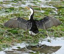 Little Pied Cormorant