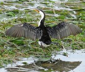 Cormoran pie