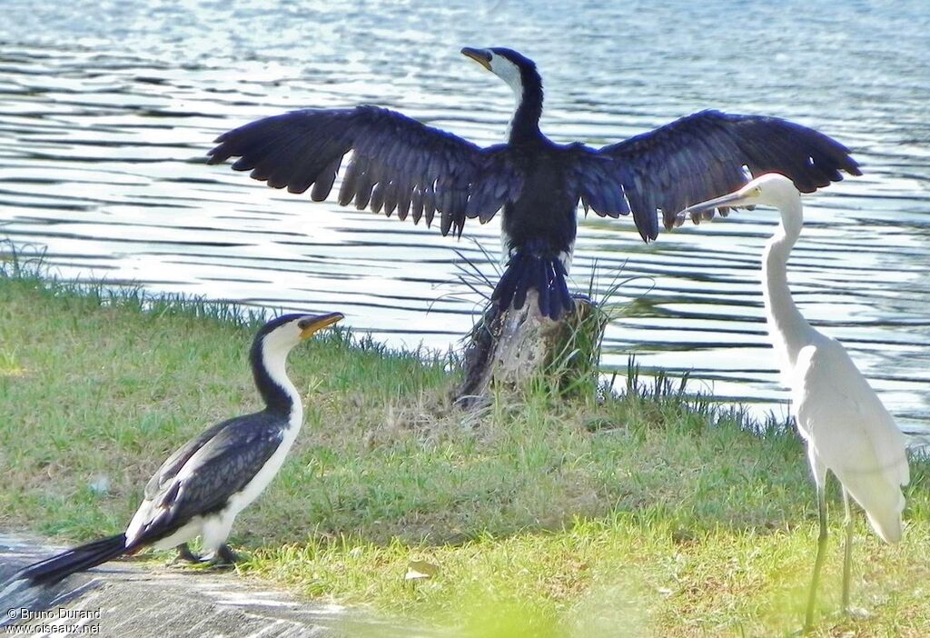 Little Pied Cormorantadult, identification, Behaviour