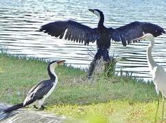 Little Pied Cormorant