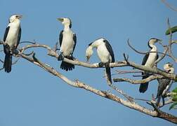 Little Pied Cormorant