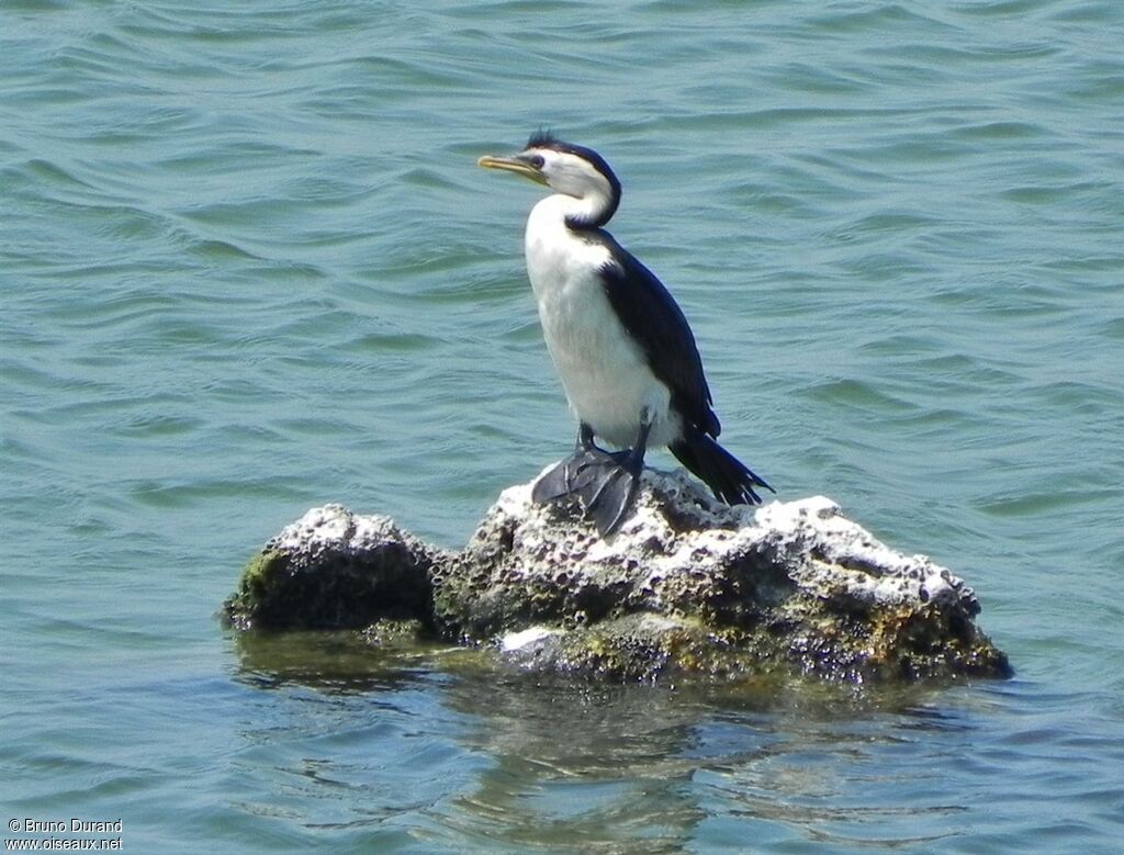 Little Pied Cormorantadult, identification