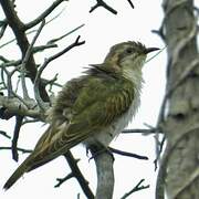 Horsfield's Bronze Cuckoo