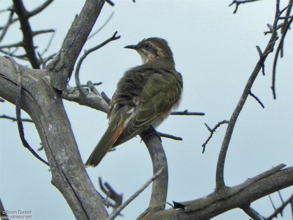 Horsfield's Bronze Cuckoo