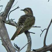 Horsfield's Bronze Cuckoo