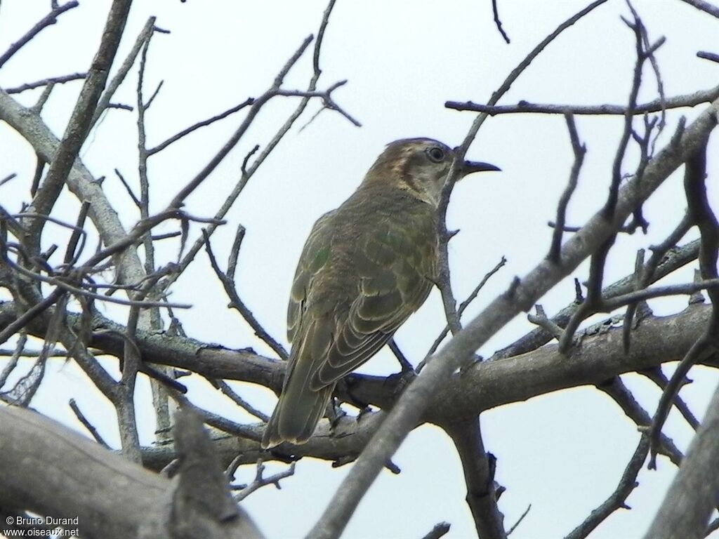 Horsfield's Bronze Cuckoo