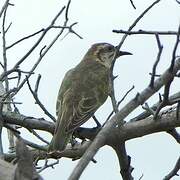 Horsfield's Bronze Cuckoo