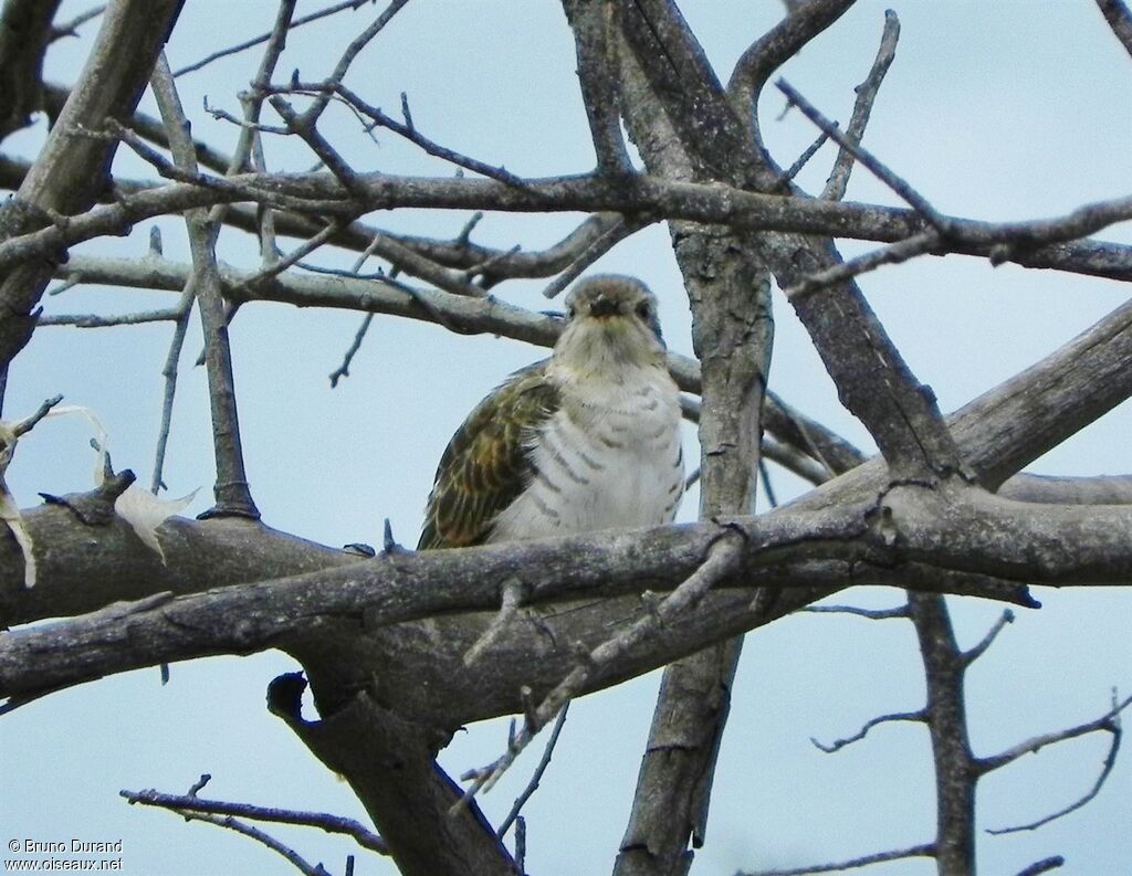 Horsfield's Bronze Cuckoo