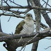 Horsfield's Bronze Cuckoo