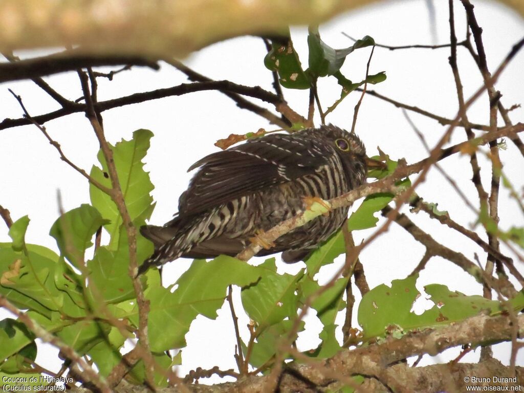 Himalayan Cuckooimmature, identification