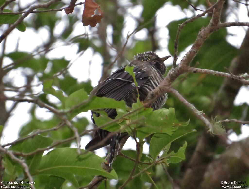 Himalayan Cuckoo