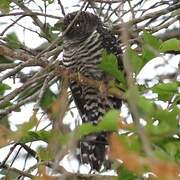 Himalayan Cuckoo