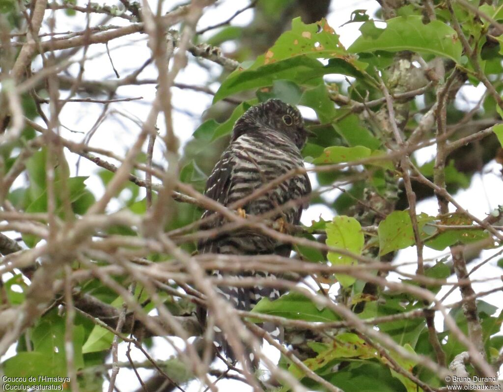 Himalayan Cuckooimmature, identification