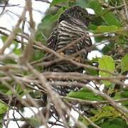 Himalayan Cuckoo