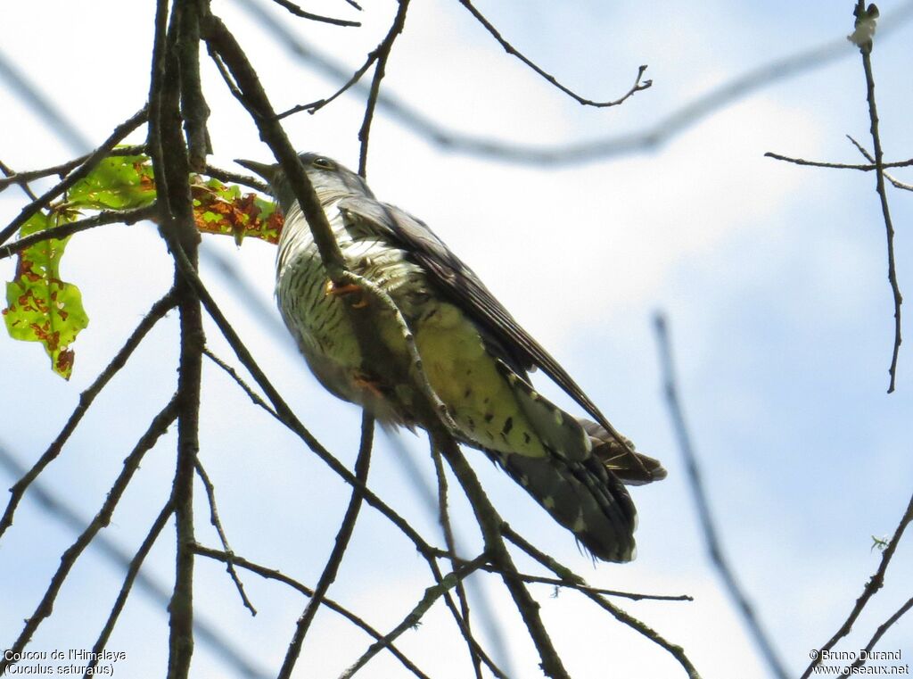 Himalayan Cuckoo