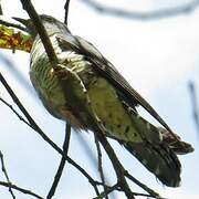 Himalayan Cuckoo