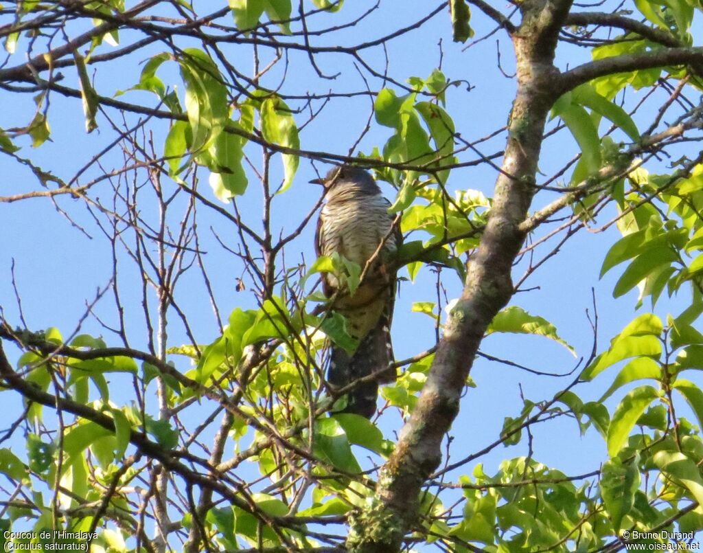 Himalayan Cuckoo, identification