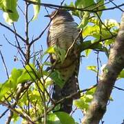 Himalayan Cuckoo