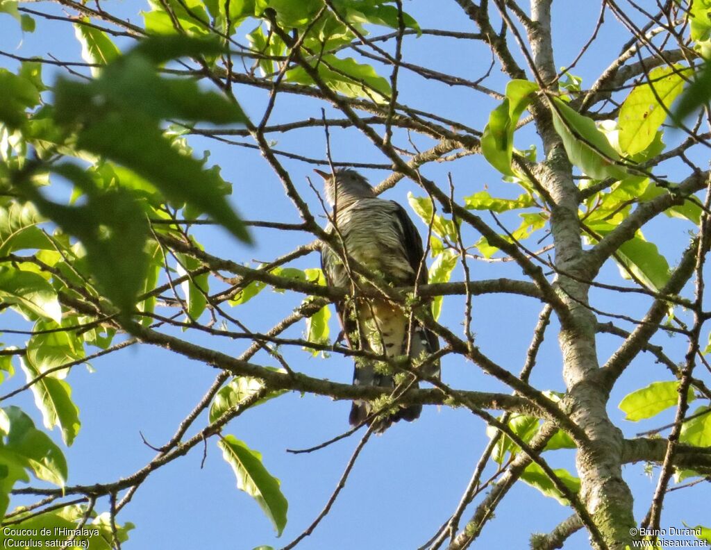 Himalayan Cuckoo, identification