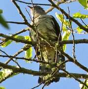 Himalayan Cuckoo