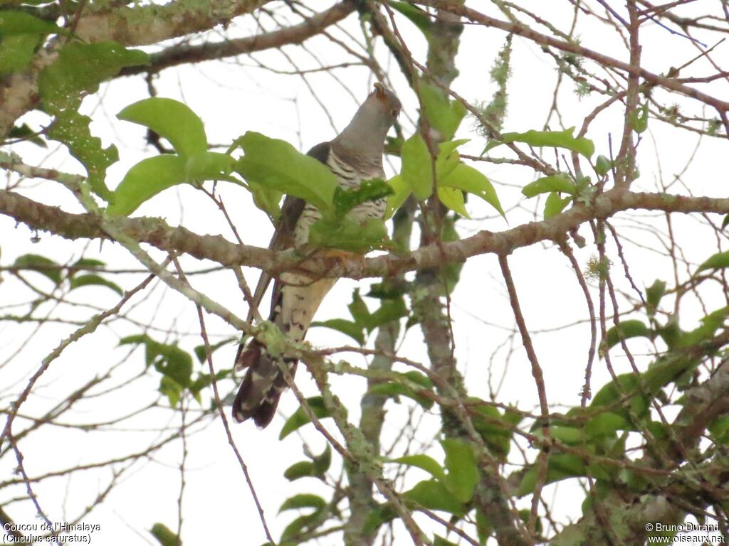 Coucou de l'Himalaya, identification