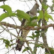 Himalayan Cuckoo