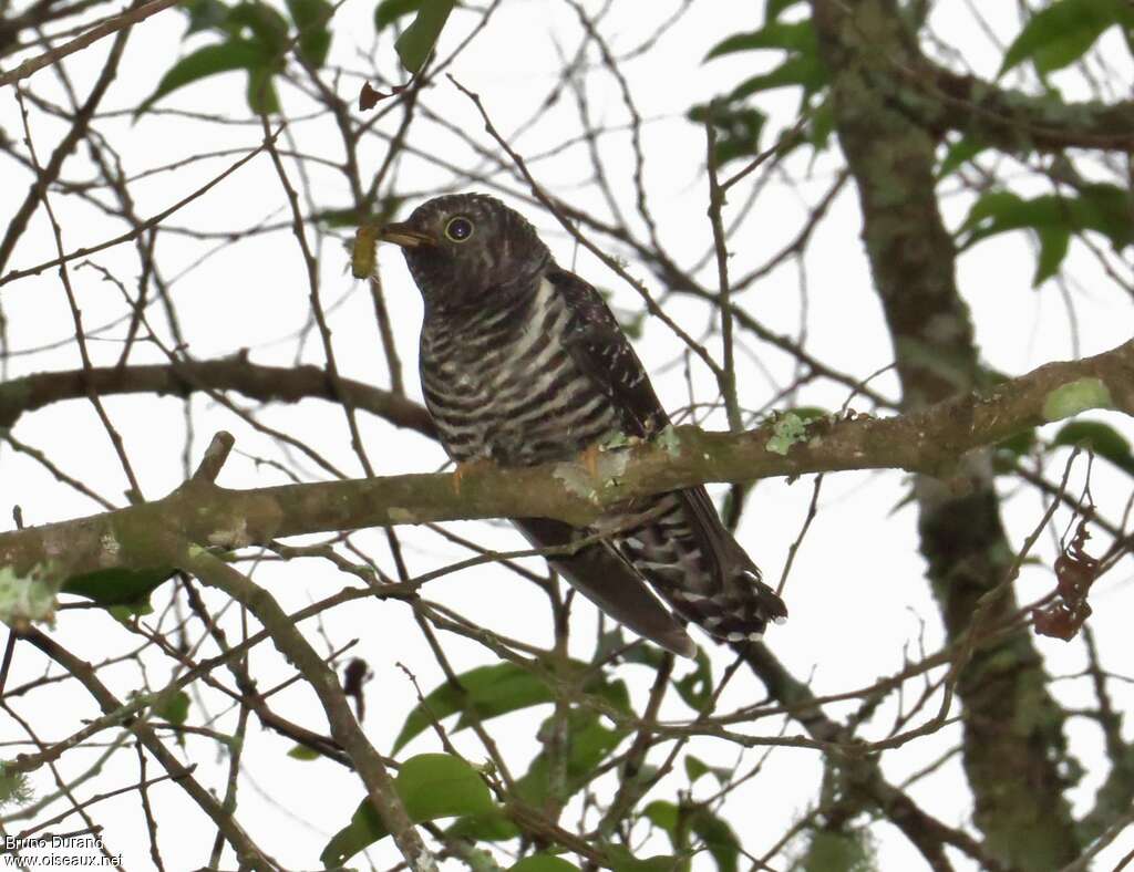 Himalayan CuckooFirst year, identification, feeding habits