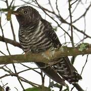 Himalayan Cuckoo