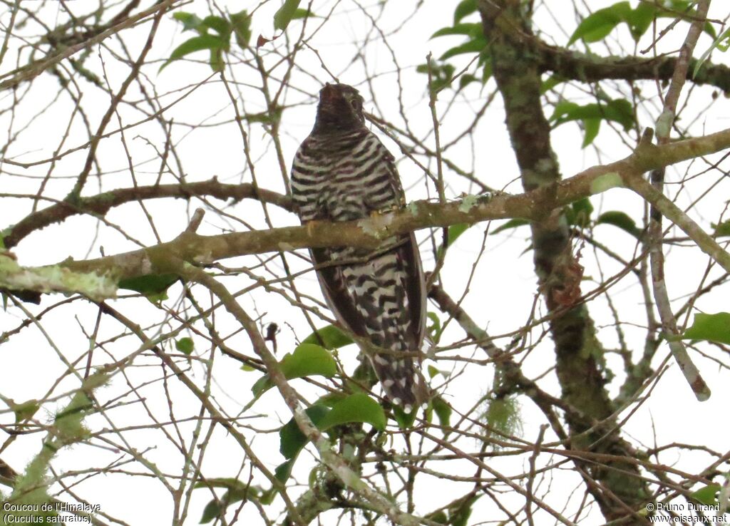 Coucou de l'Himalayaimmature, identification