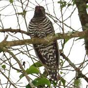 Himalayan Cuckoo