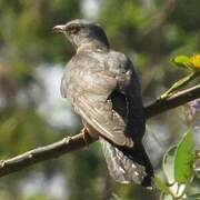 Oriental Cuckoo