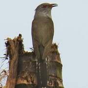 Plaintive Cuckoo